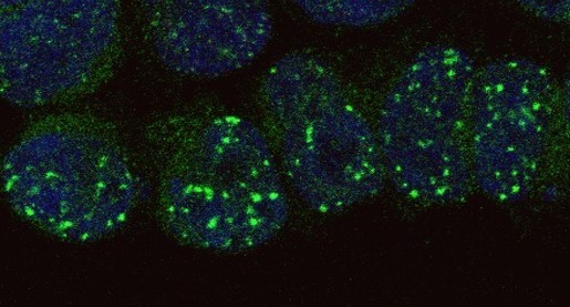 Improving precision gene repair with CRISPR-Cas9